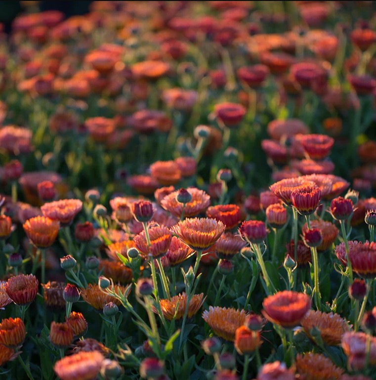 Calendula 'Zeolights'