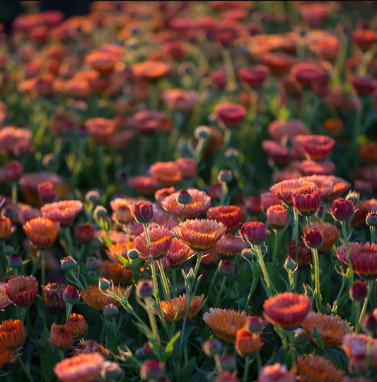 Calendula 'Zeolights'