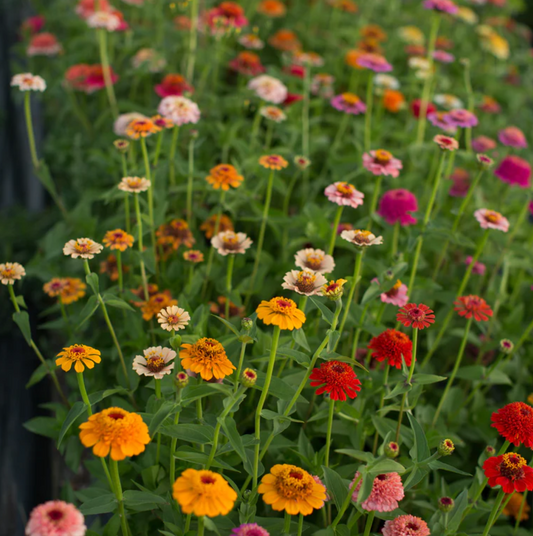 Zinnia 'Zinderella Mix'