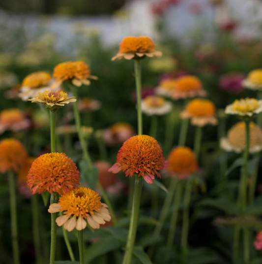 Zinnia 'Zinderella Peach'