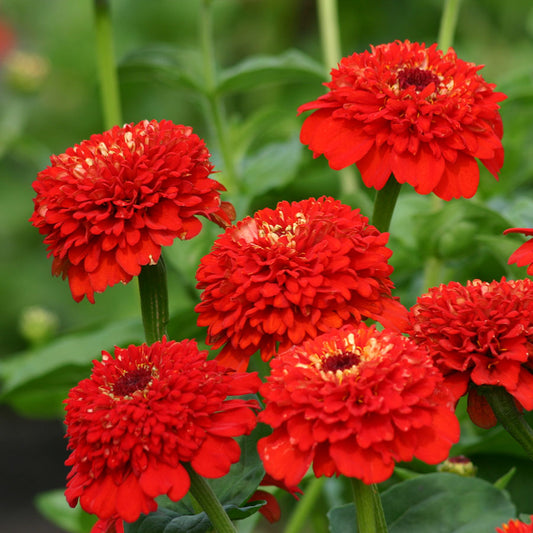 Zinnia 'Zinderella Red'