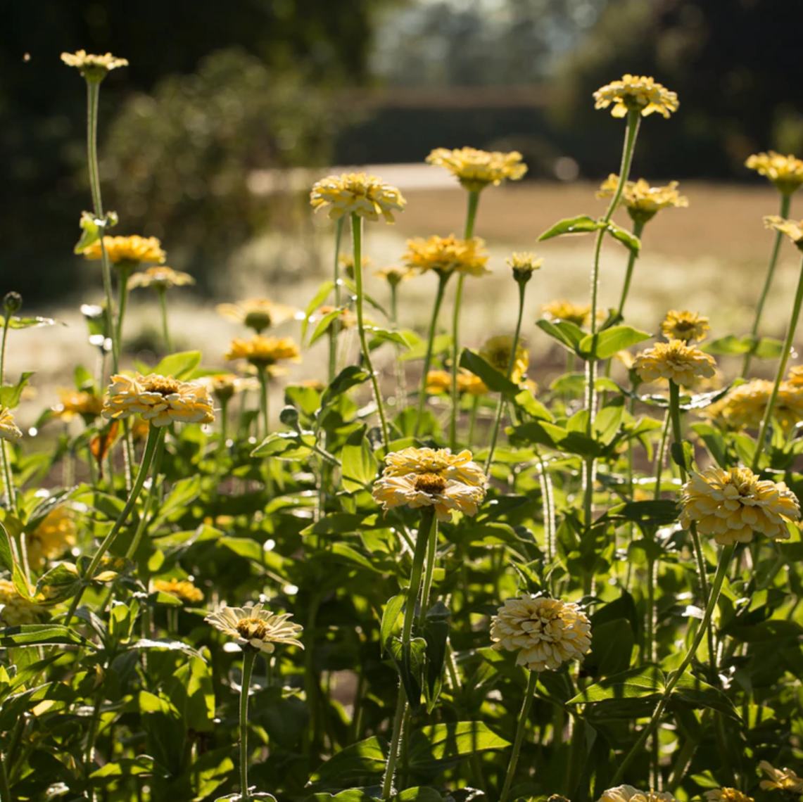 Zinnia 'Isabellina'