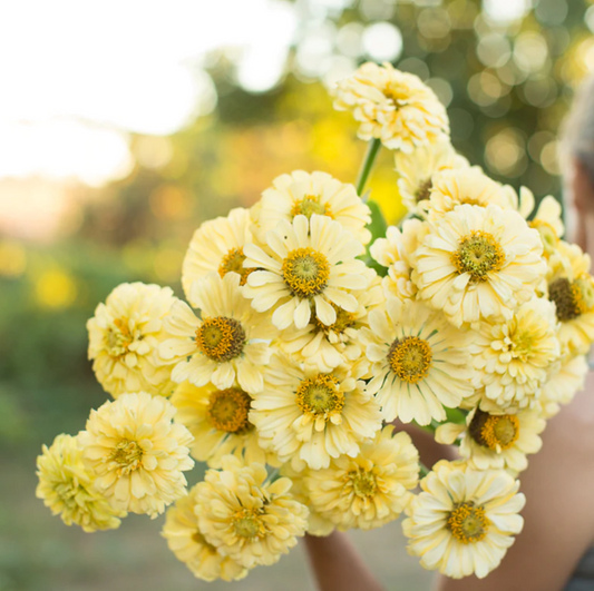 Zinnia 'Isabellina'