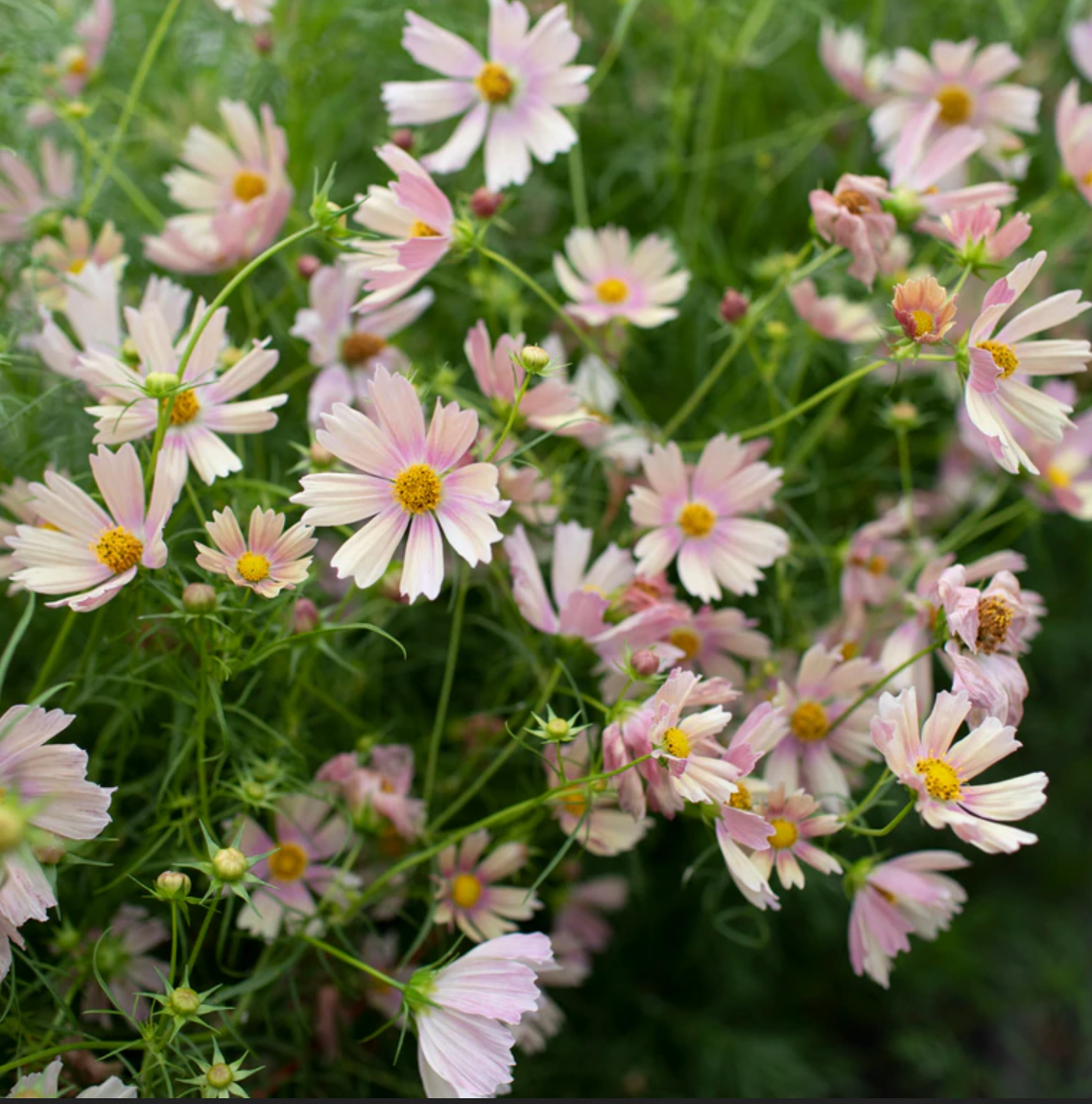 Cosmos 'Apricot Lemonade'