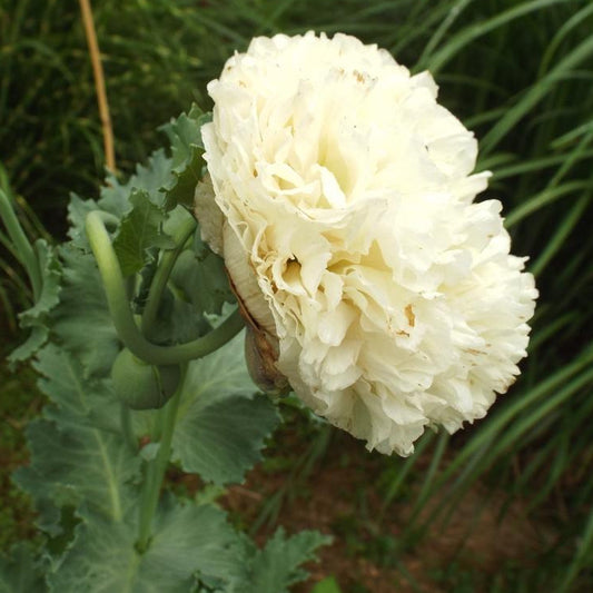 Poppy 'Cream Peony'