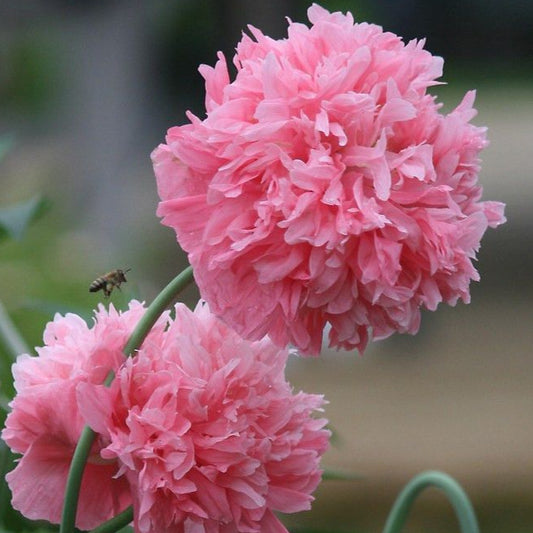 Poppy 'Rose Pink Peony'