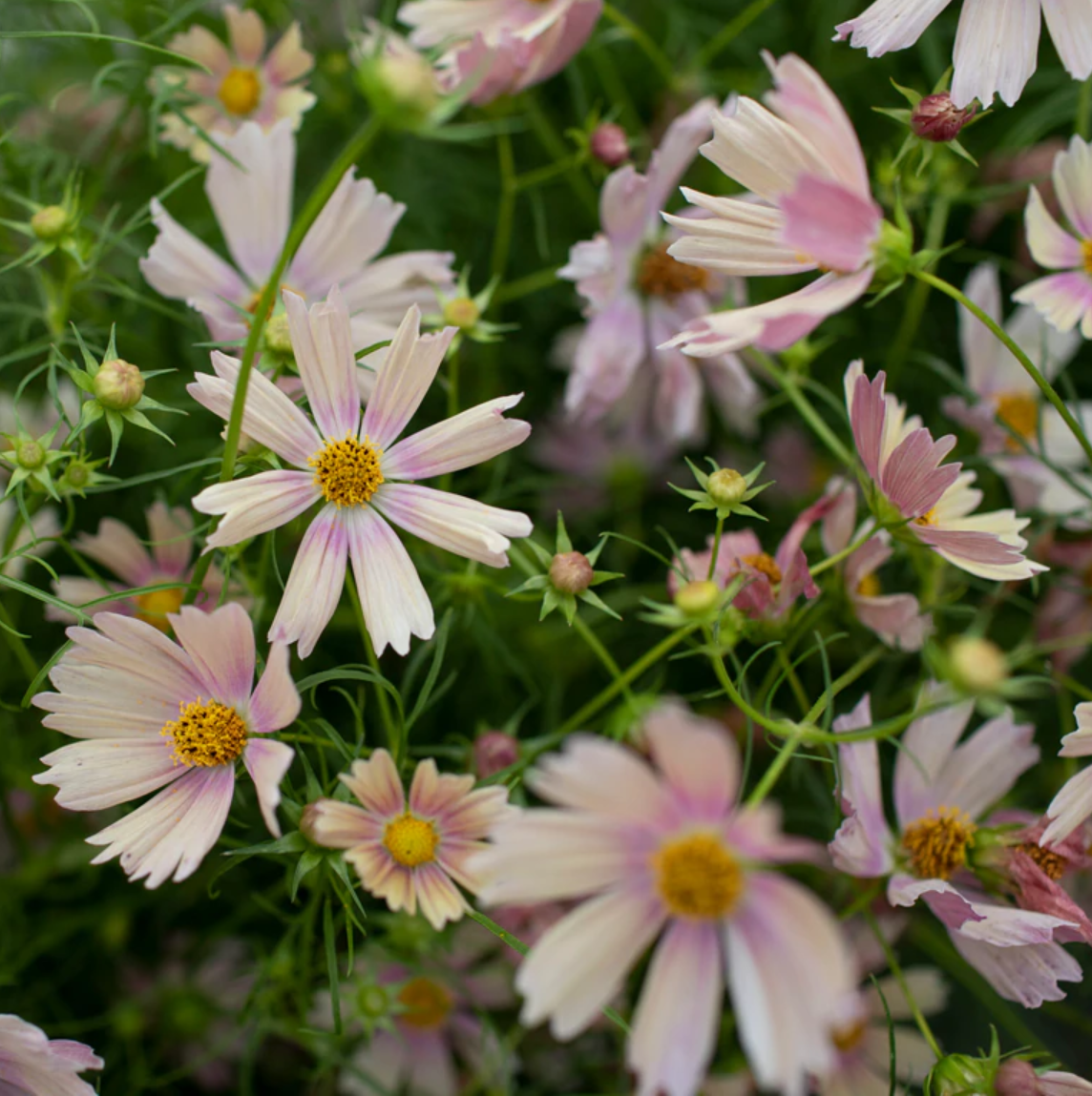 Cosmos 'Apricot Lemonade'