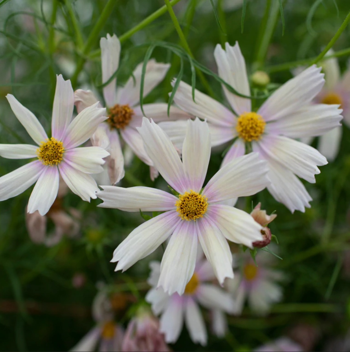 Cosmos 'Apricot Lemonade'