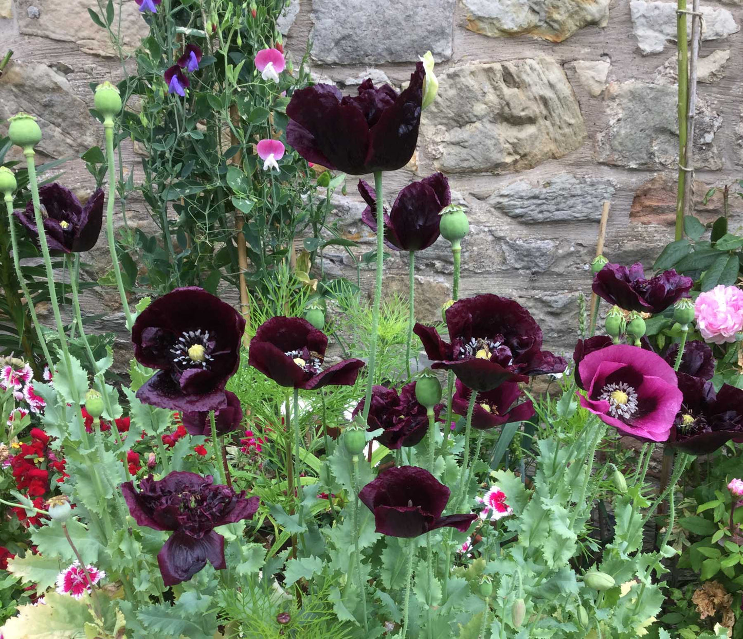 Poppy 'Black Mix'