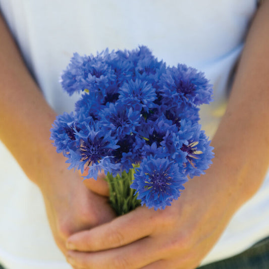 Bachelor's Button 'Blue Boy'