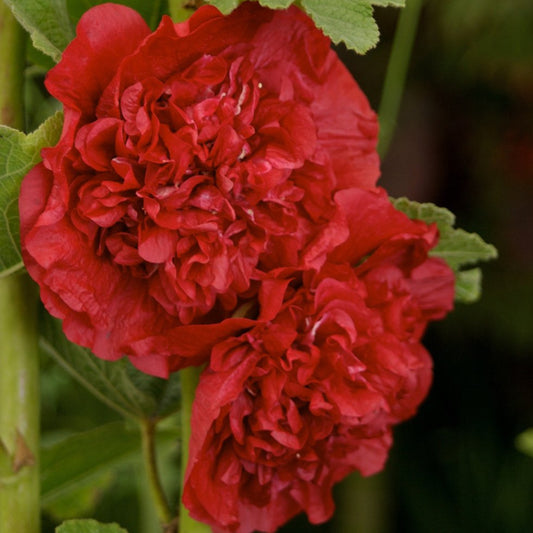 Hollyhock 'Chater's Scarlet'