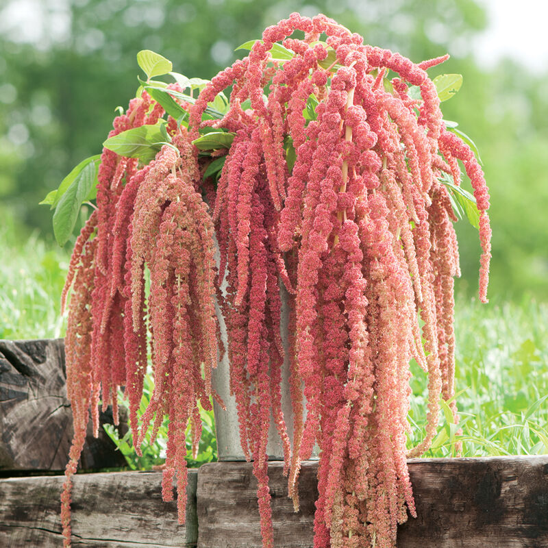 Amaranth 'Coral Fountains'