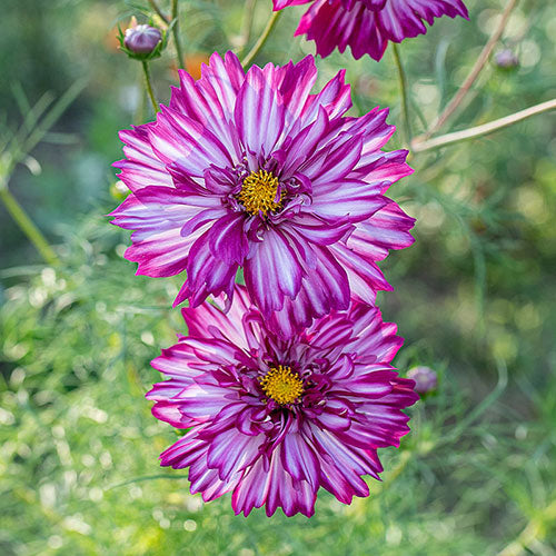 Cosmos 'Bi-Colour Violet'
