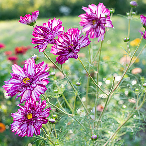 Cosmos 'Bi-Colour Violet'