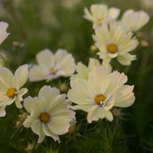 Cosmos 'Xanthos'