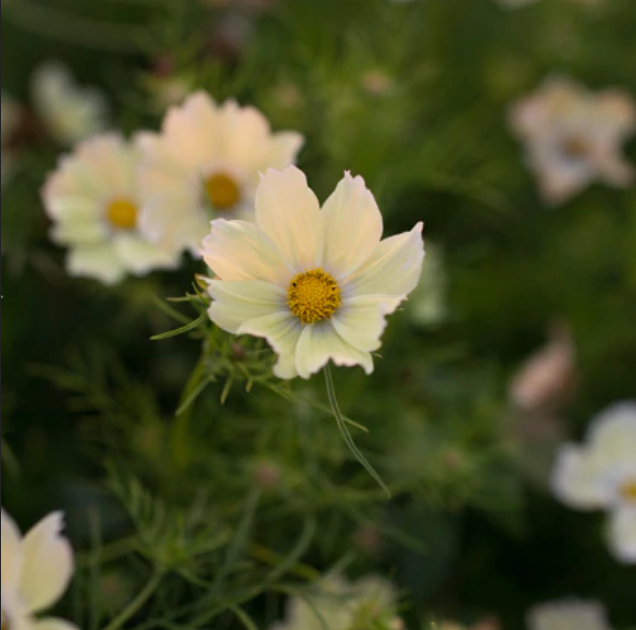 Cosmos 'Xanthos'