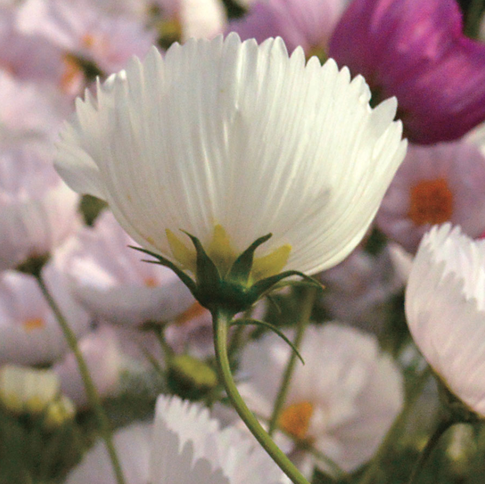 Cosmos 'Cups and Saucers'