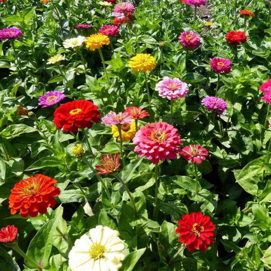 Zinnia 'Dahlia Mix'