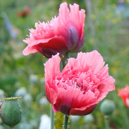 Poppy 'Fringed Pink'