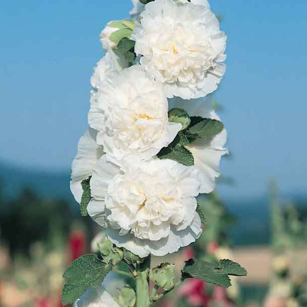 Hollyhock 'Chater's Icicle White'