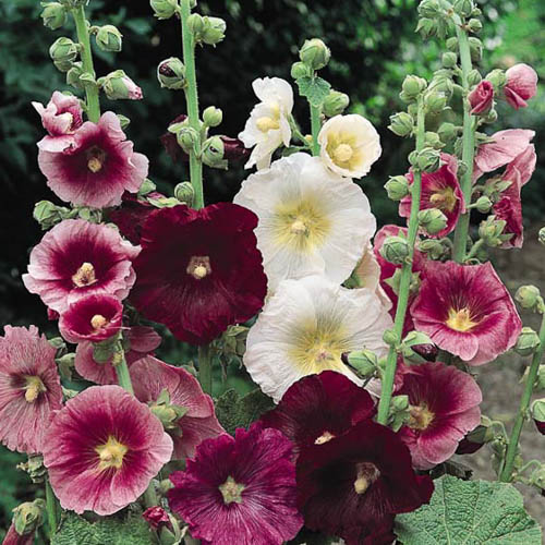 Hollyhock 'Indian Spring Mix'