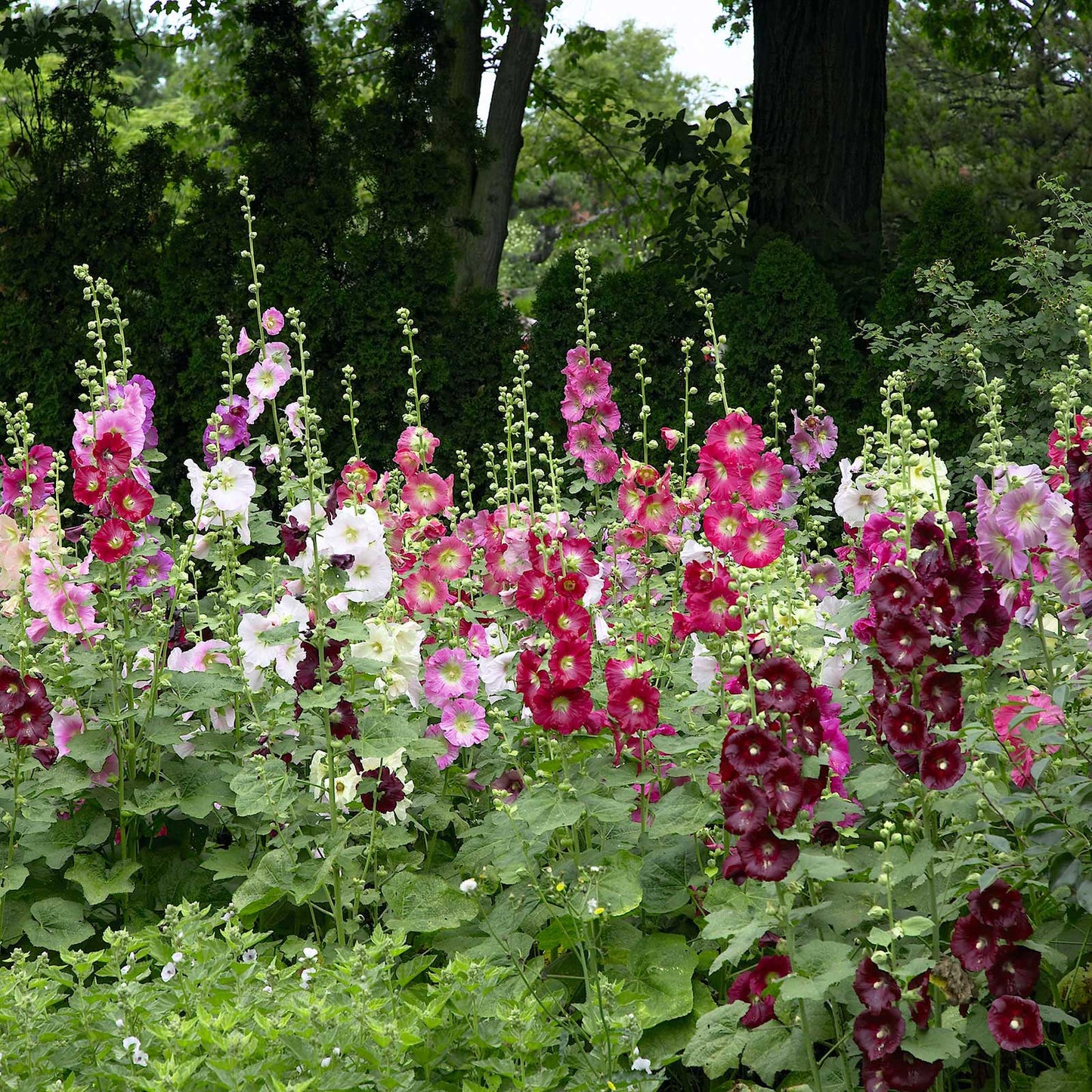 Hollyhock 'Indian Spring Mix'