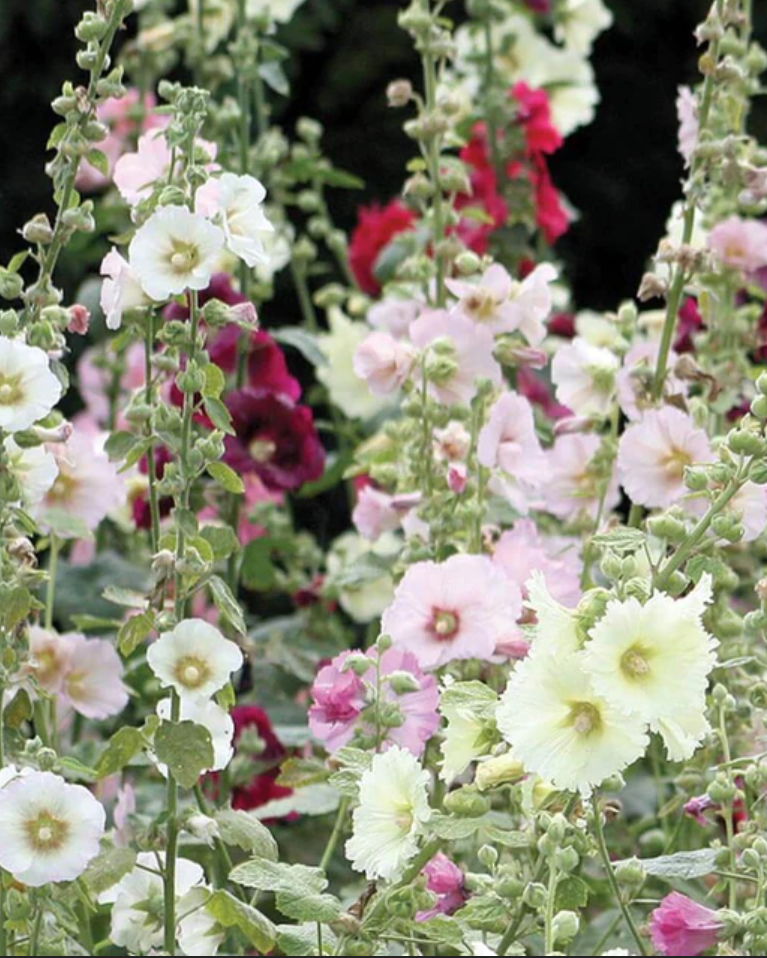 Hollyhock 'Indian Spring Mix'