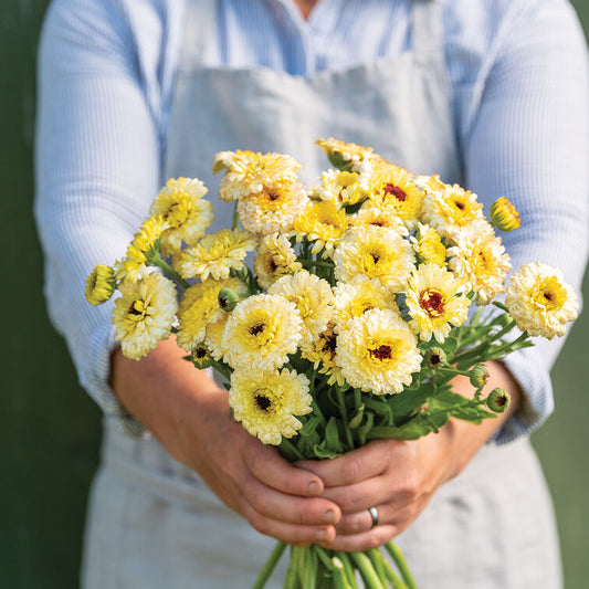 Calendula 'Ivory Princess'