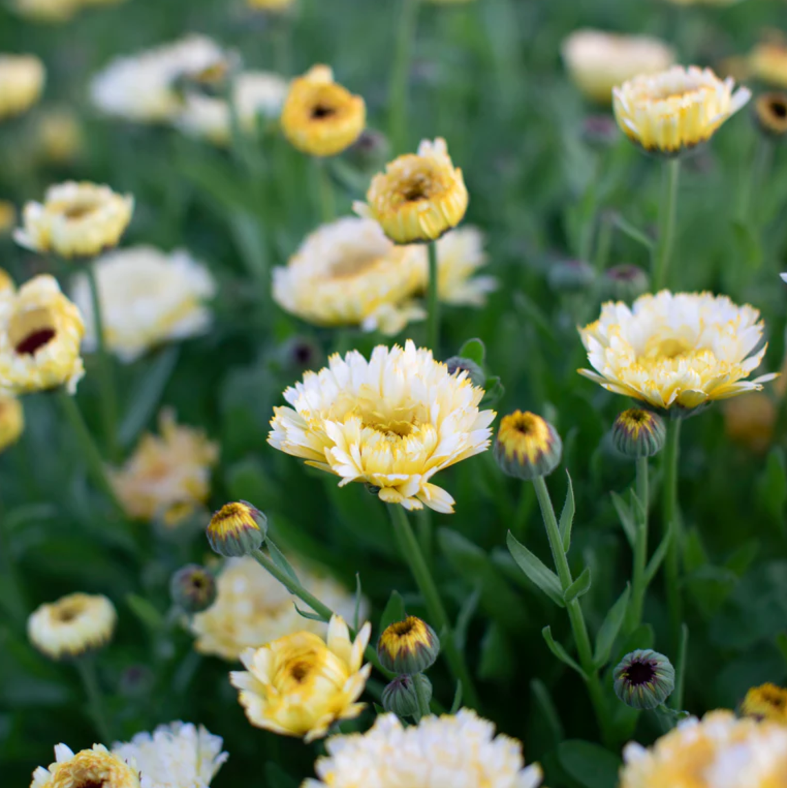 Calendula 'Ivory Princess'