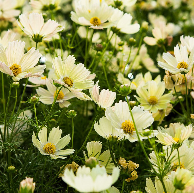 Cosmos 'Lemonade'