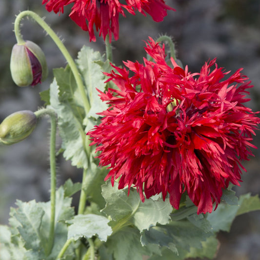 Poppy 'Crimson Pompom'