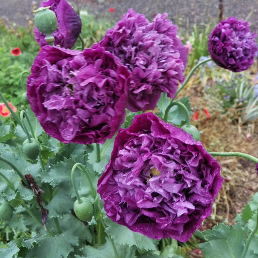 Poppy 'Purple Peony'