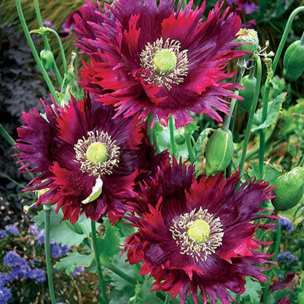 Poppy 'Drama Queen'