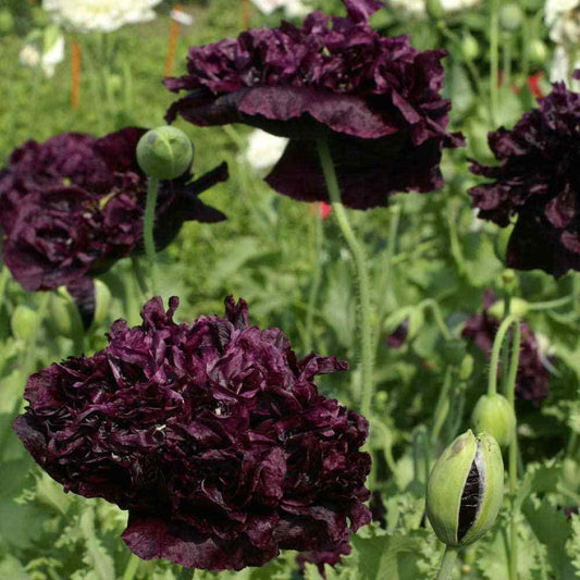 Poppy 'Black Peony'