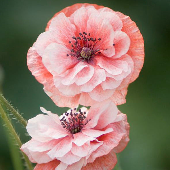 Poppy 'Shirley Double Mix'