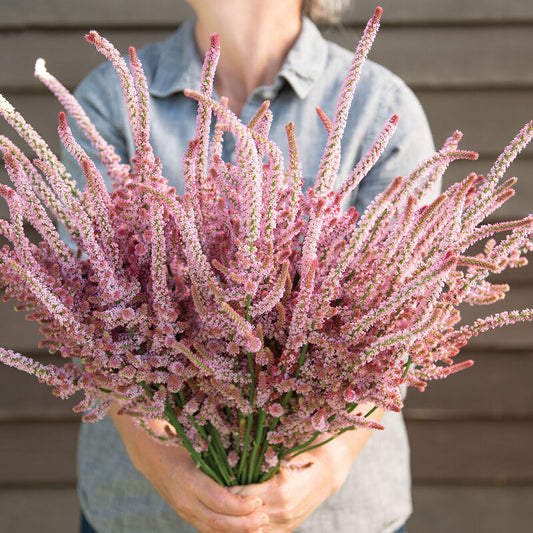 Statice 'Pink Pokers'