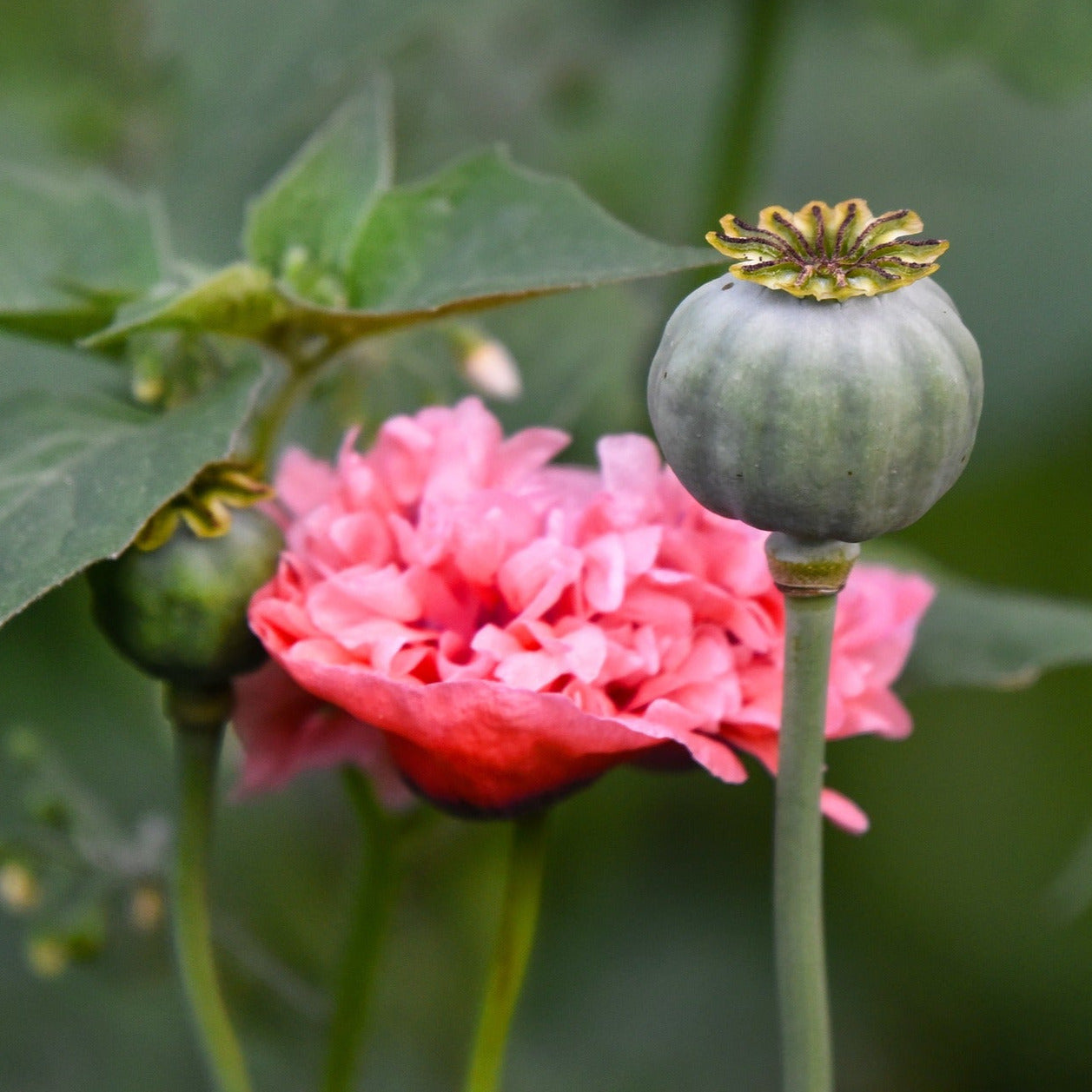 Poppy 'Rose Pink Peony'