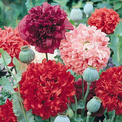 Poppy 'Peony Mix'