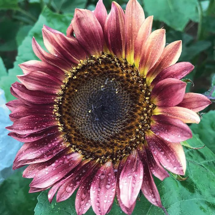 Sunflower 'Pro-Cut Plum'