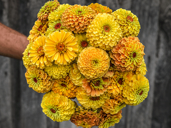 Zinnia 'Queeny Lemon Peach'