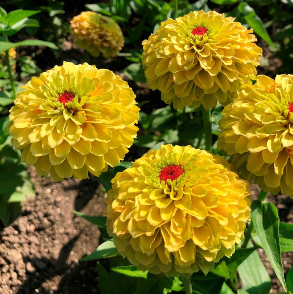 Zinnia 'Queeny Lemon Peach'