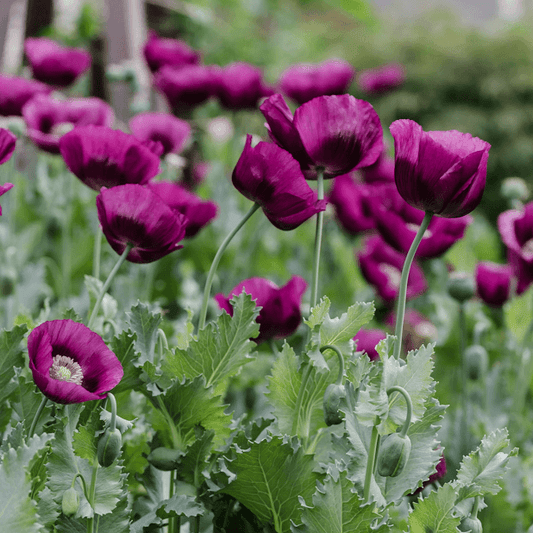 Poppy 'Lauren's Grape'