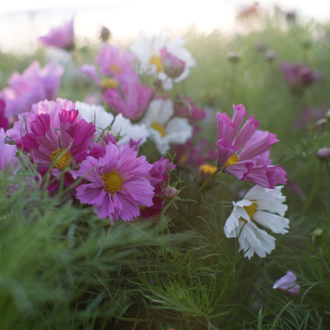 Cosmos 'Seashells Mix'