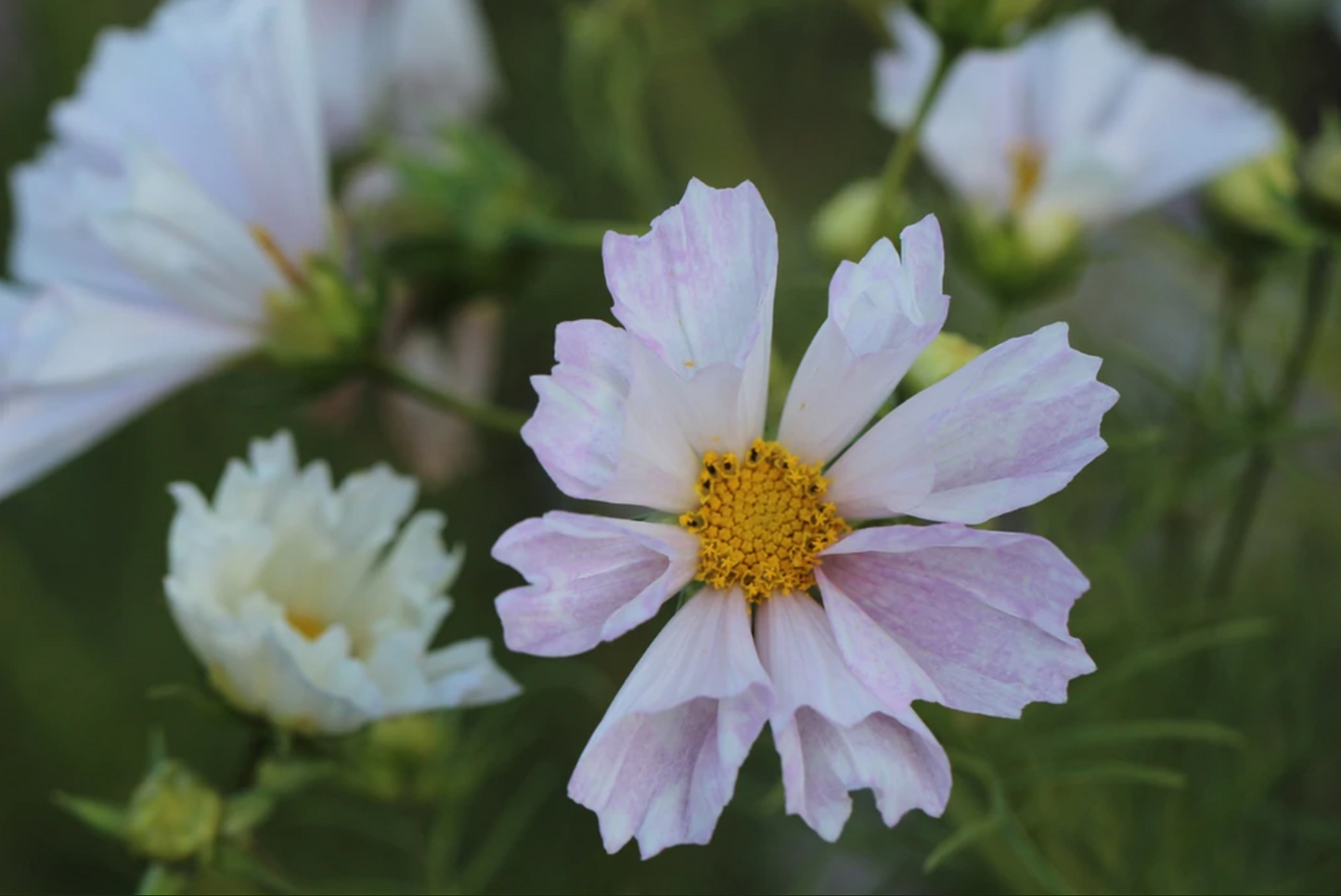 Cosmos 'Seashells Mix'