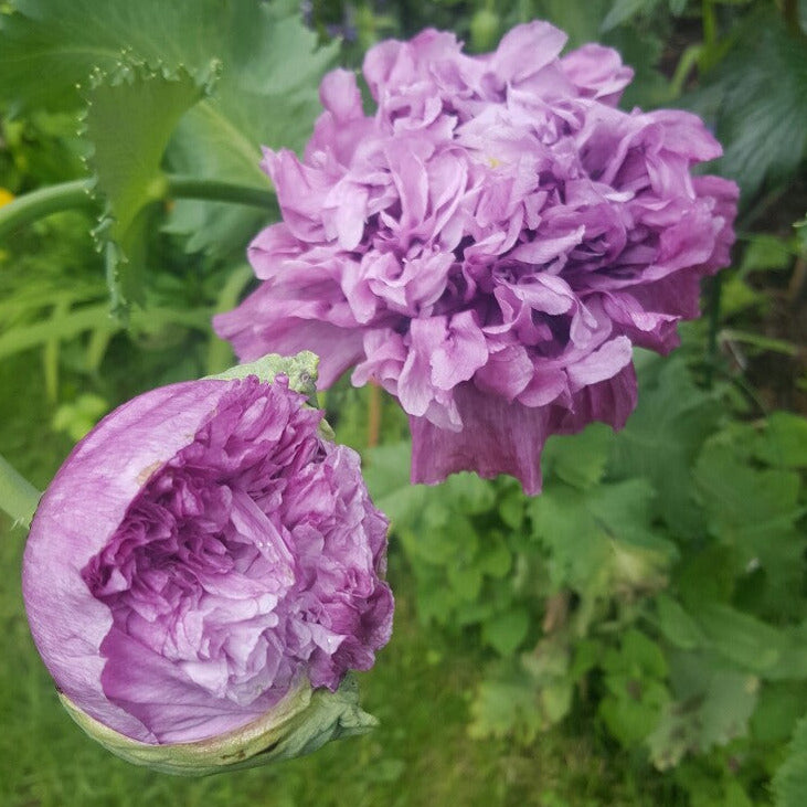 Poppy 'Lavender Peony'