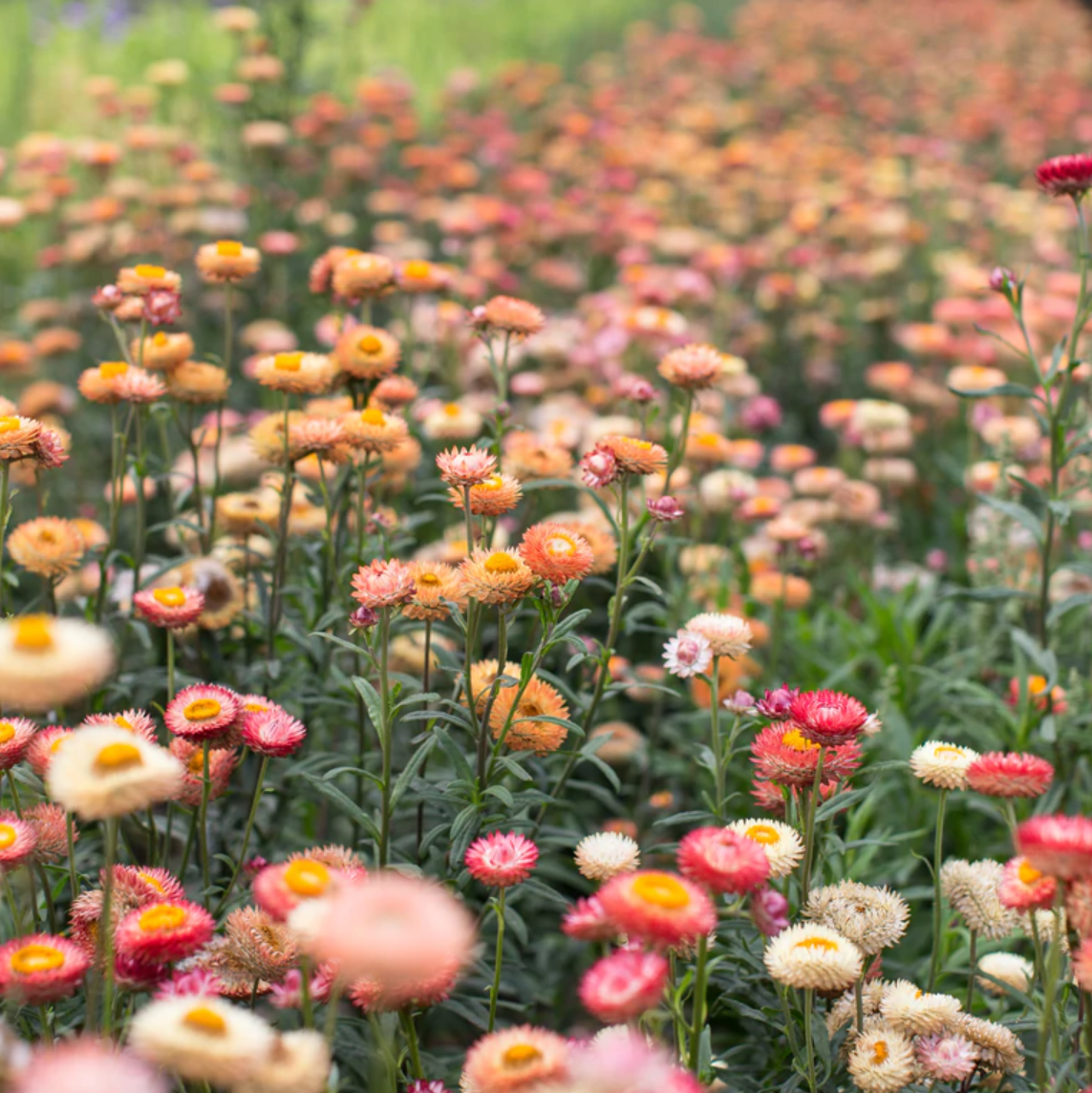 Strawflower 'Apricot & Peach'