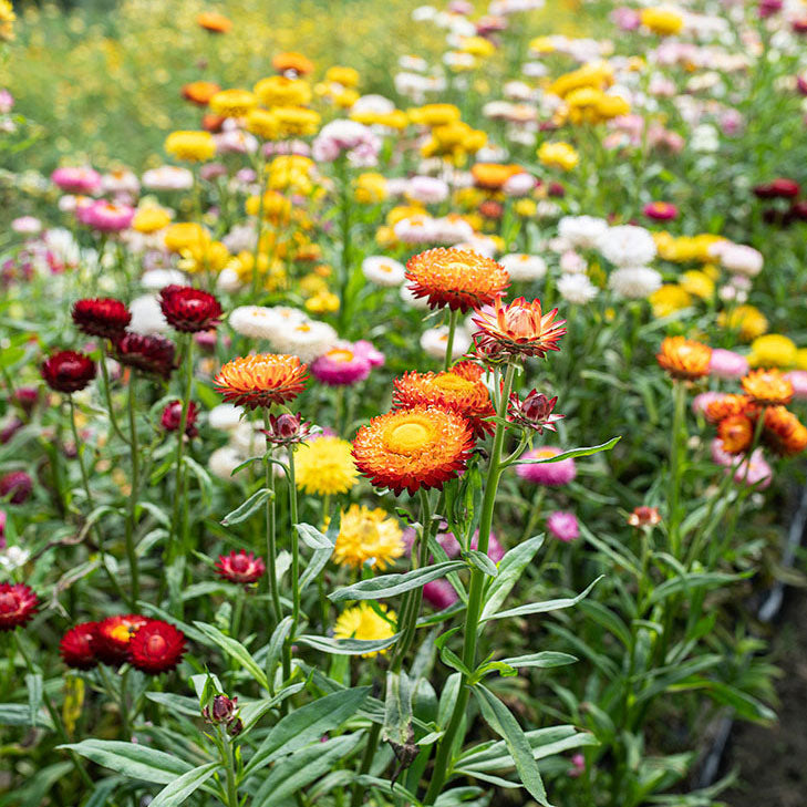 Strawflower 'Mix'