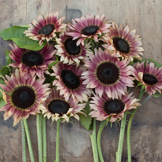 Sunflower 'Pro-Cut Plum'