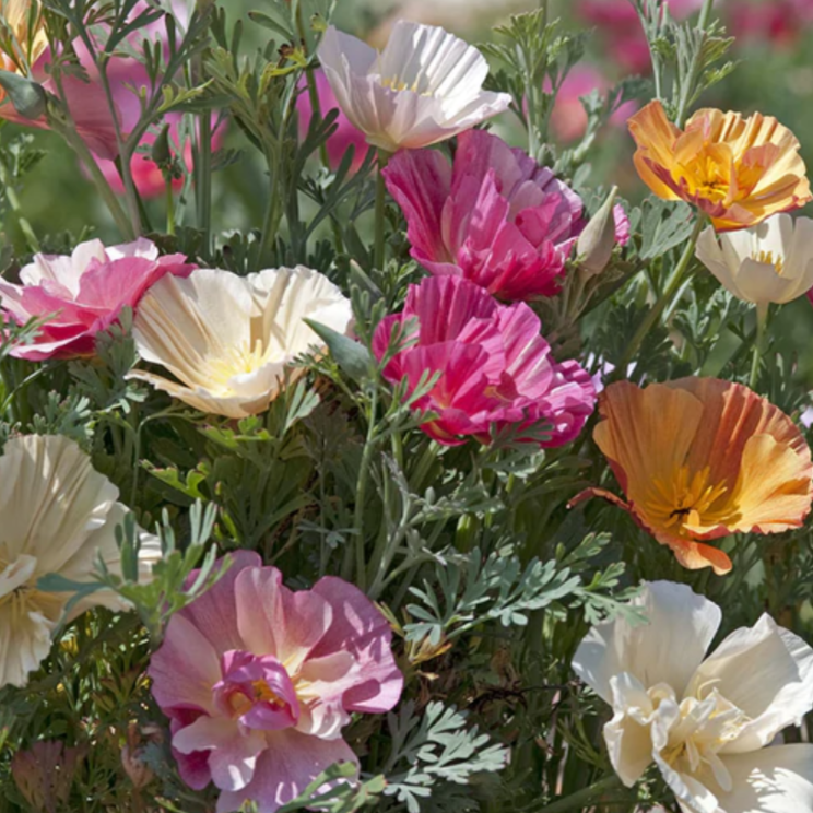 Poppy 'Thai Silk California Mix'