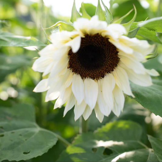 Sunflower 'White Nite'